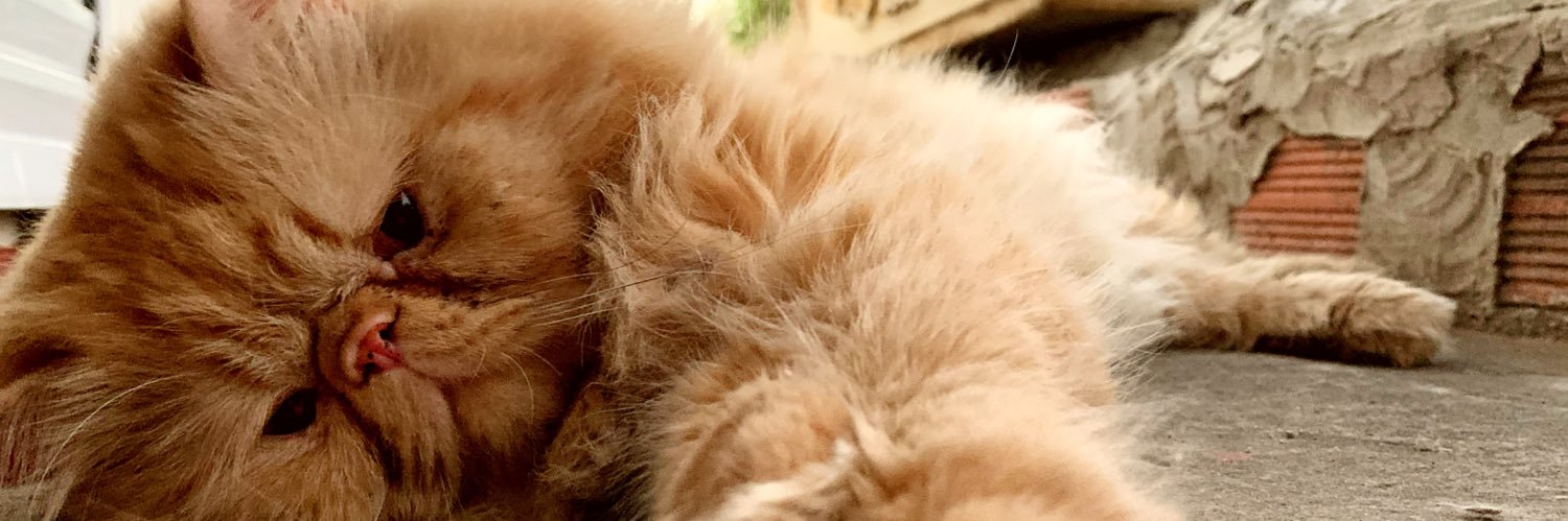 sofittaTB2's profile banner image