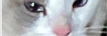 Luan Rosa banner