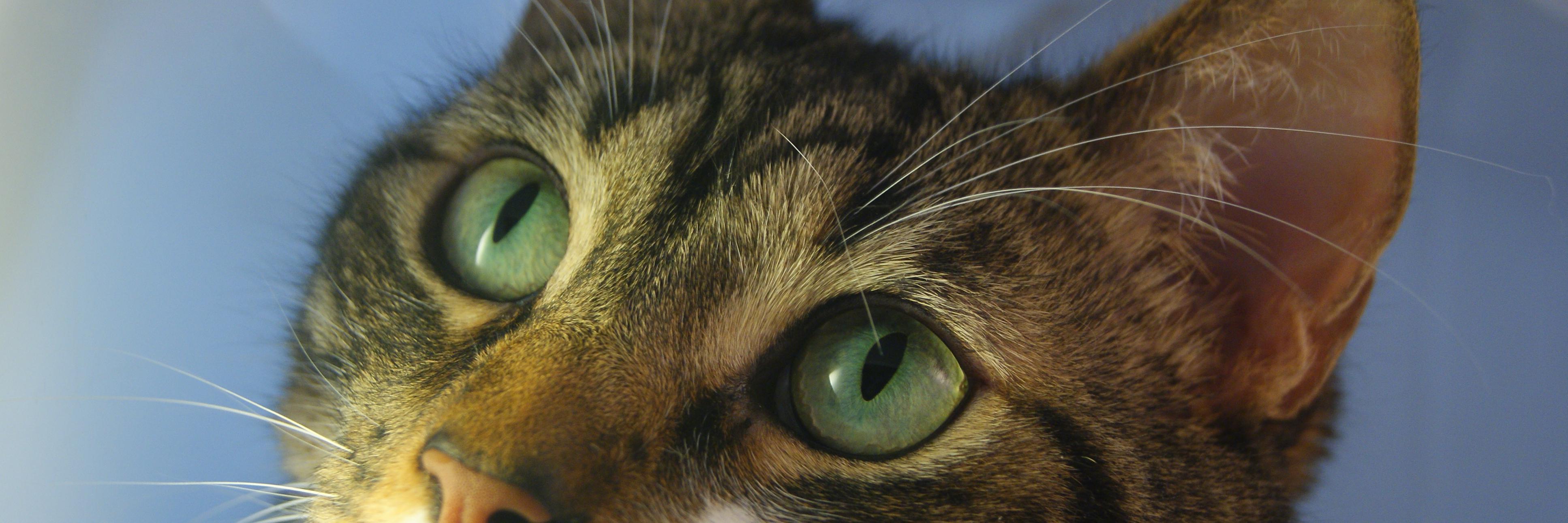 Shei S. 🦙 者シーラ・S banner