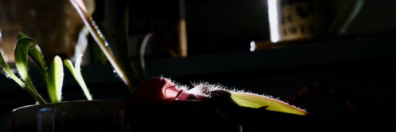 Benjamin Hassman banner