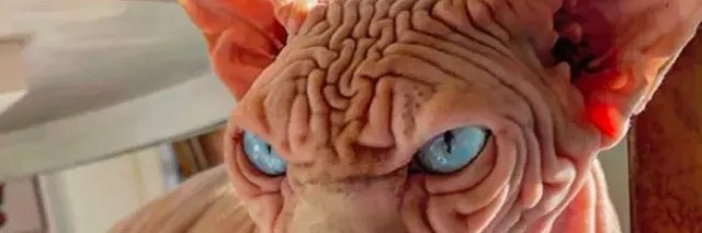 UnderBautz's profile banner image
