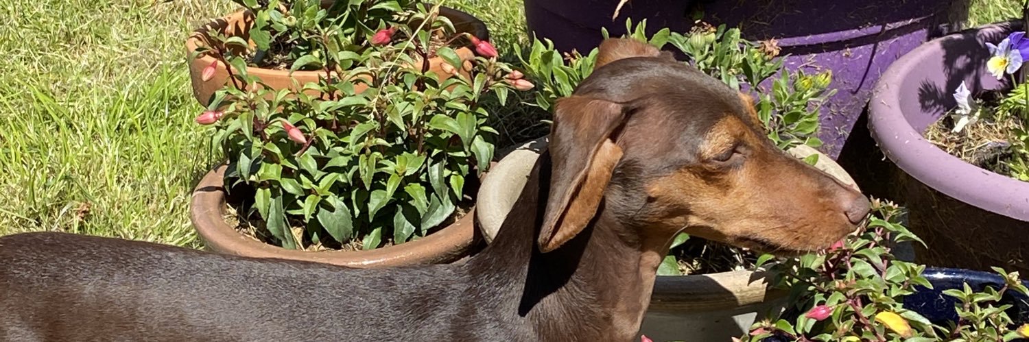 Dr Sonia Allori banner