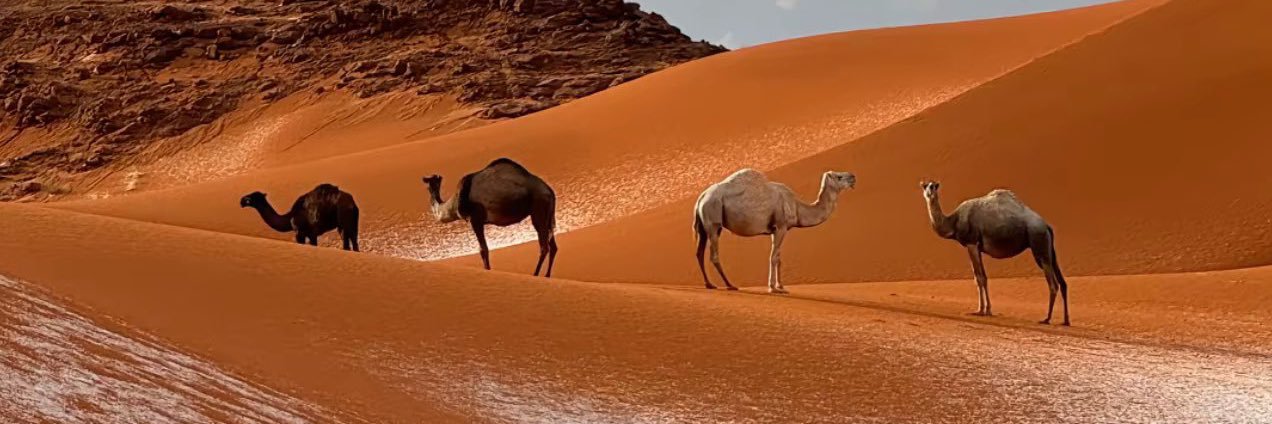 أمرأه من بدو رفحاء banner