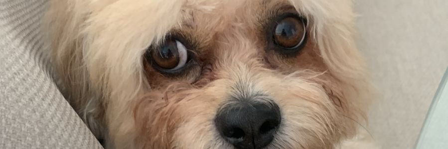 alergiaaustedes banner