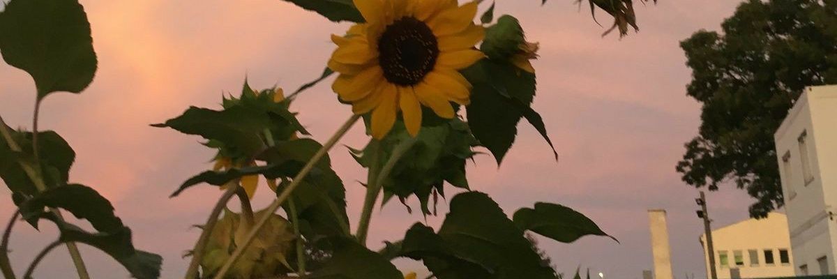 laihfk__'s profile banner image