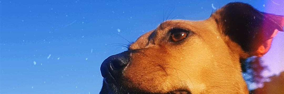 Lo_orah's profile banner image