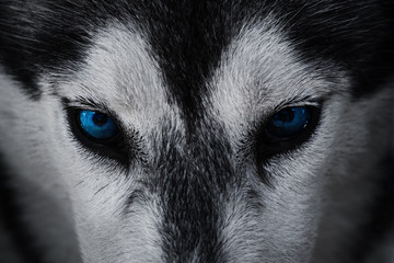 HuskyHerb's profile banner image