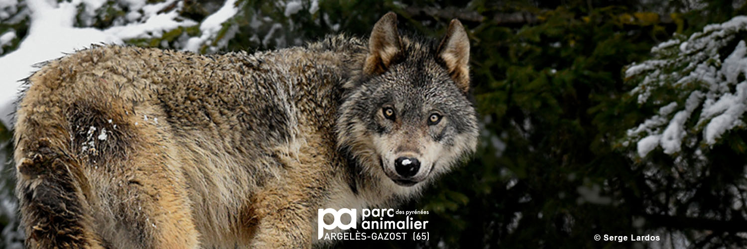 Parc Animalier des Pyrénées banner