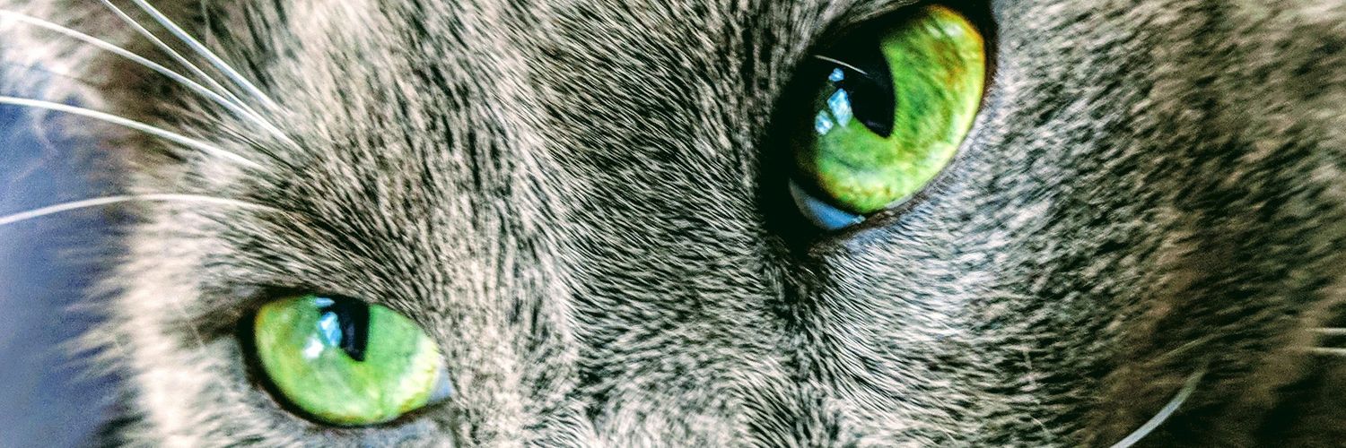 CelerySam's profile banner image