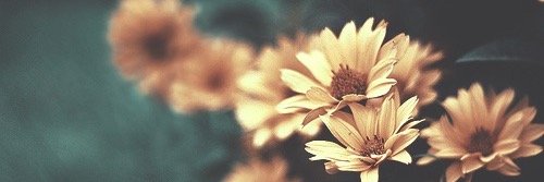 happilyemily's profile banner image
