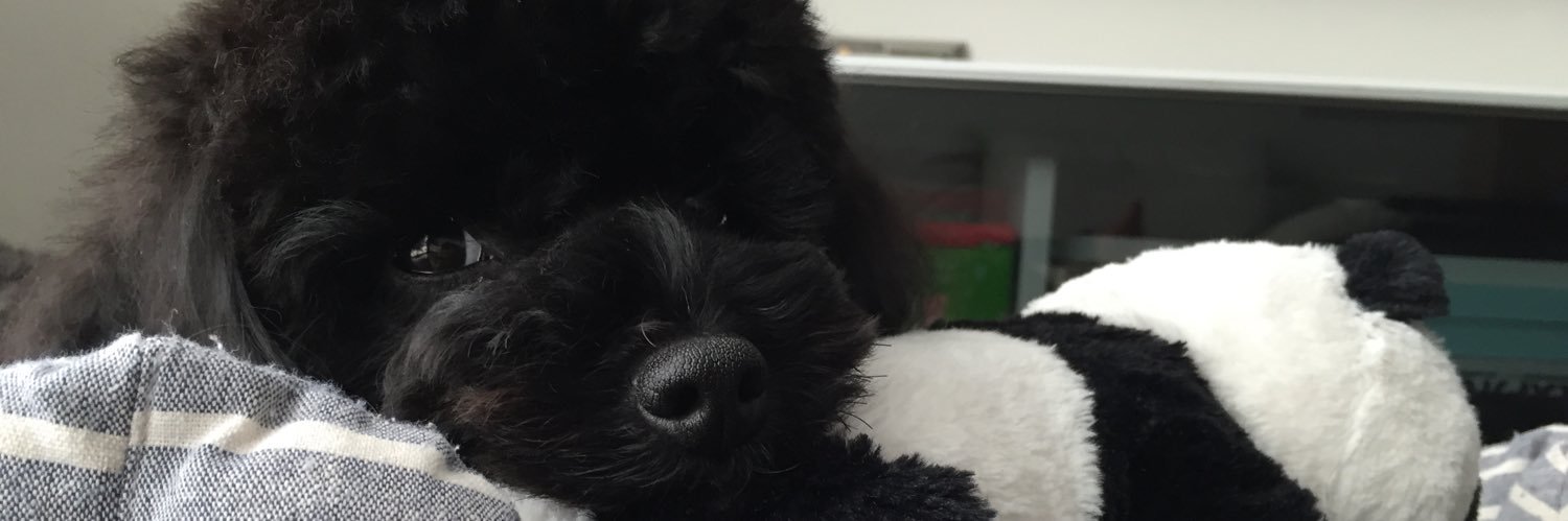 mocomocoyy's profile banner image
