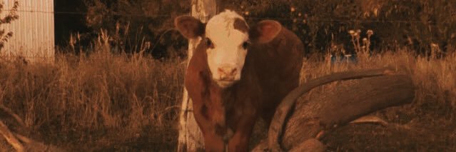 plesiosauroidea's profile banner image