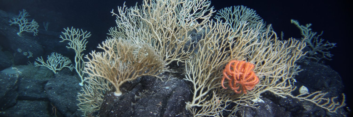 Cris Castello-Branco banner