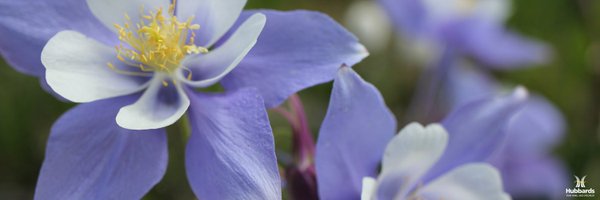 HubbardsSeeds Profile Banner