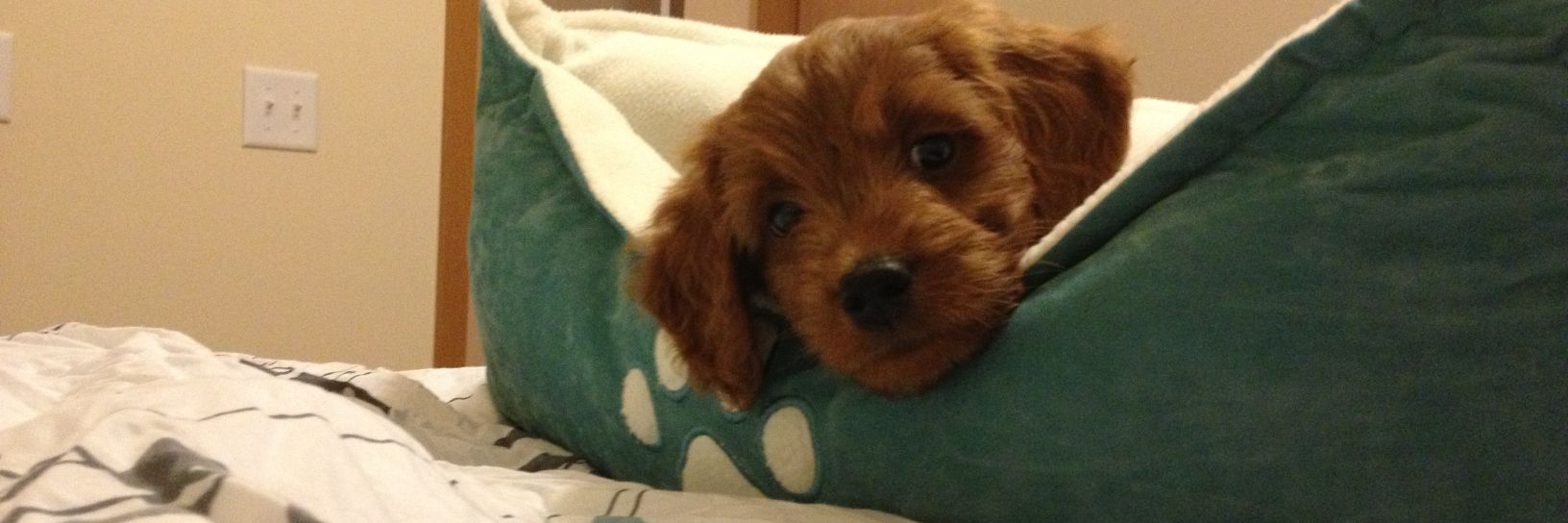 PoliticalPup415's profile banner image