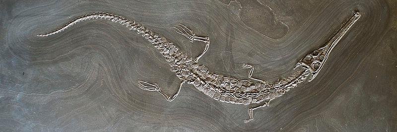 NHM_FossilCrocs's profile banner image