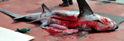 CancelSharkHunt's profile banner image
