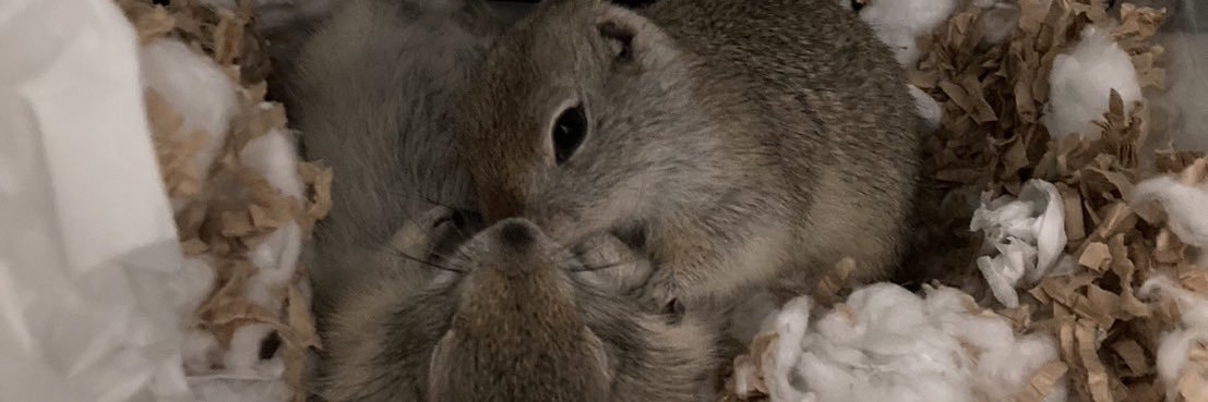 リチャ大好きな一般さらりーまん banner