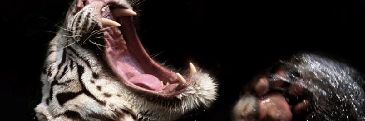 hoockstacy's profile banner image