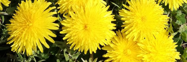 sekee0 Profile Banner