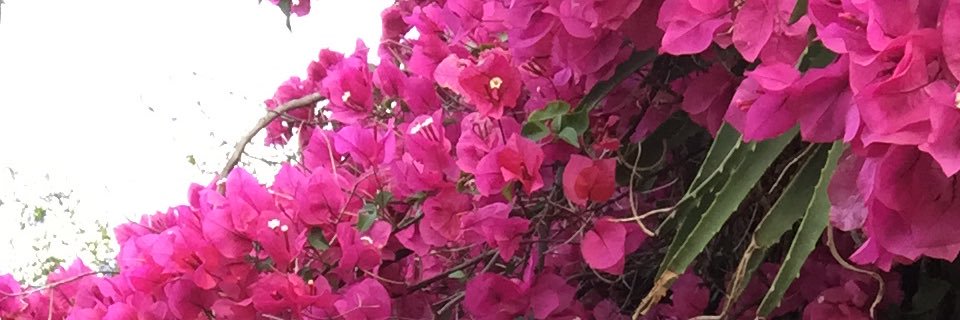 StephFrancke's profile banner image