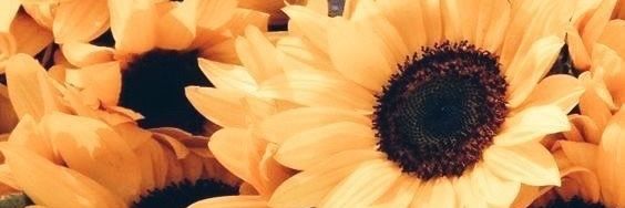 IssisEscamilla's profile banner image