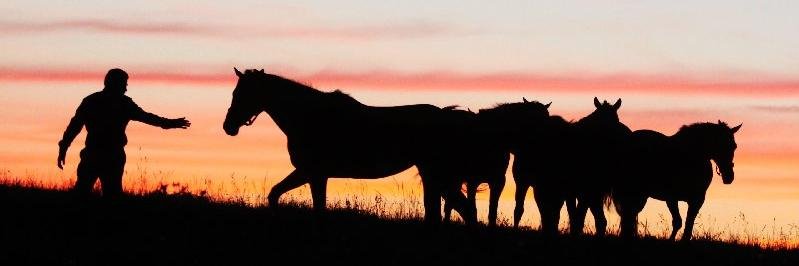 Dromofarm's profile banner image