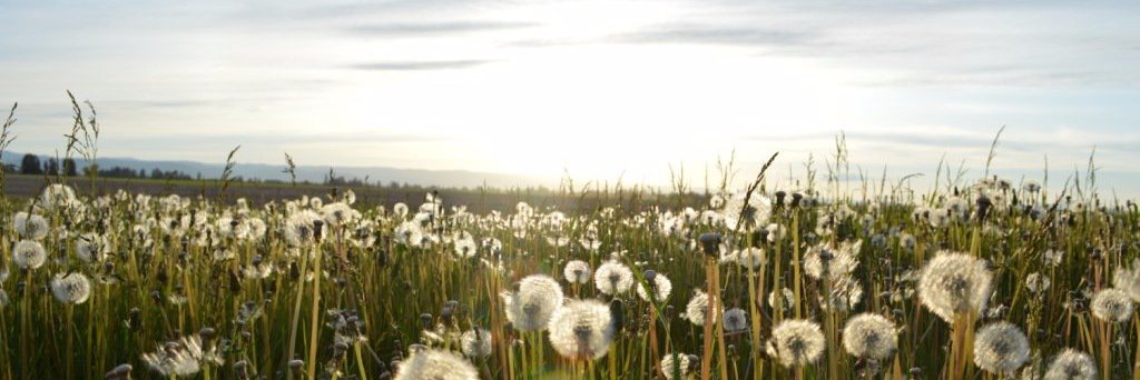 carolramirezM's profile banner image