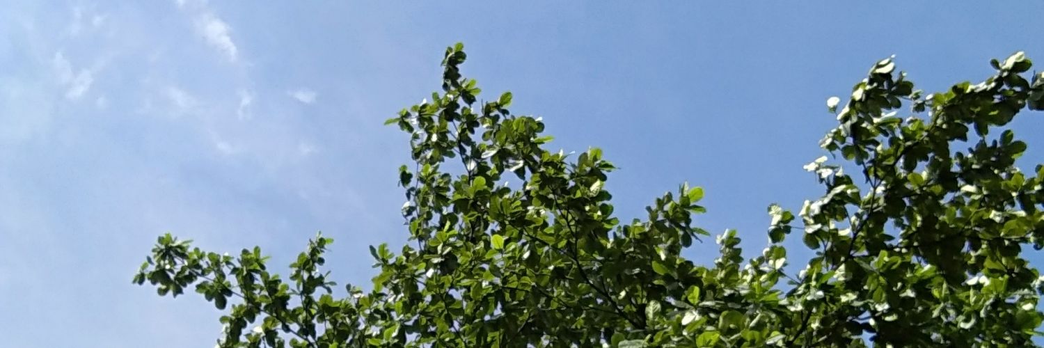 eviwulannn's profile banner image
