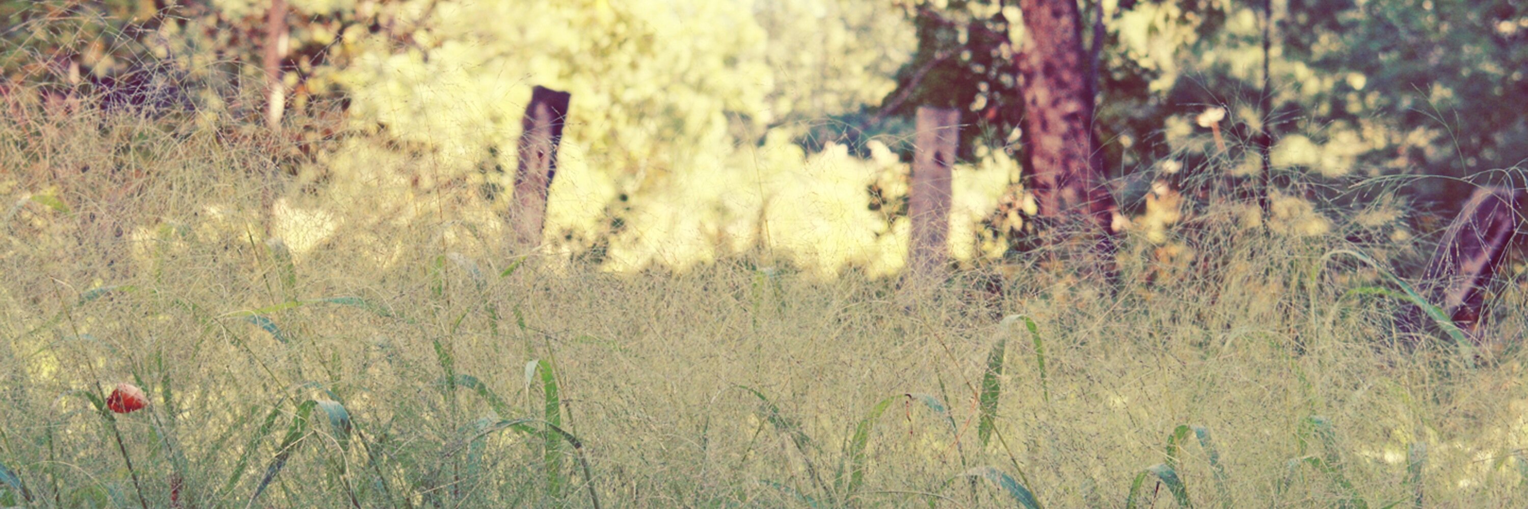 EmeliaJane_'s profile banner image
