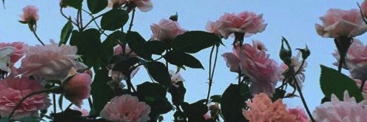 sharmanhutcher's profile banner image