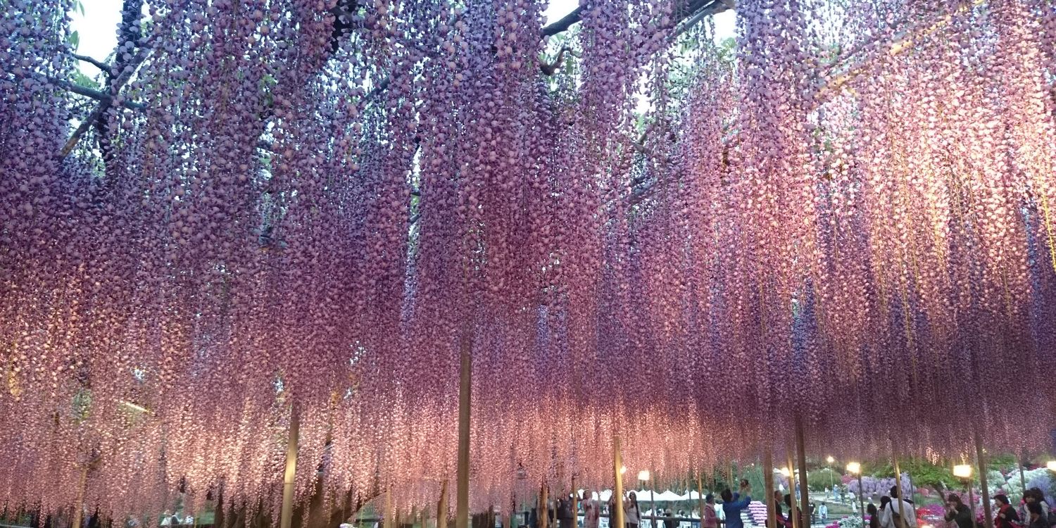 伊藤 あすか banner