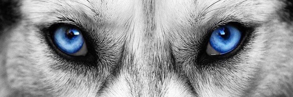 #Pound🐾 banner