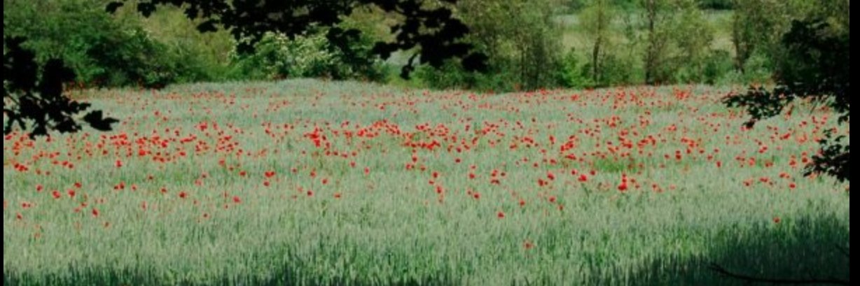 Bronwyn Jones banner