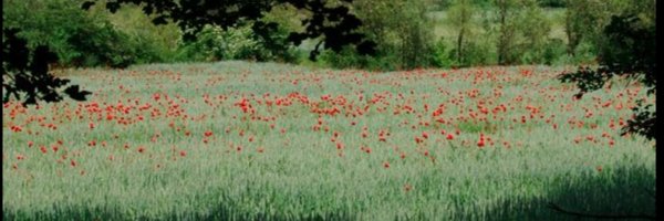 sharenao Profile Banner