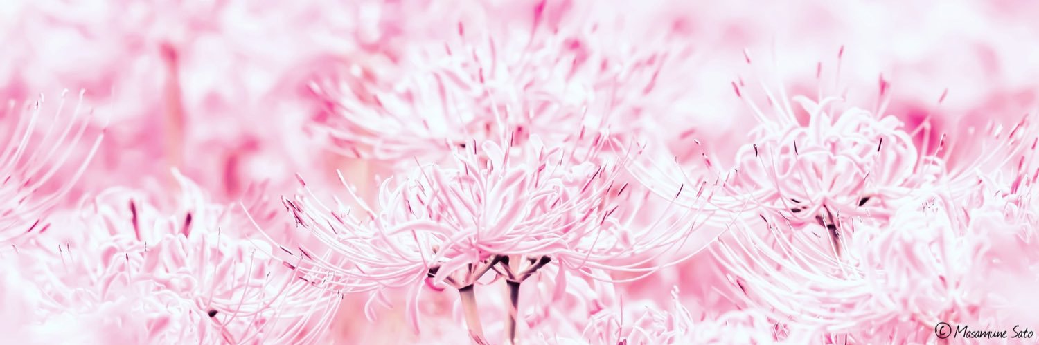 桜小路's banner