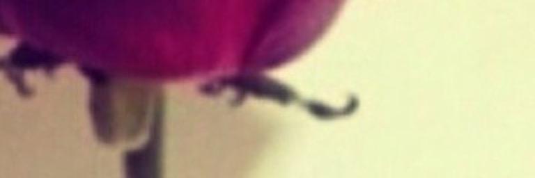 R_razan158's profile banner image