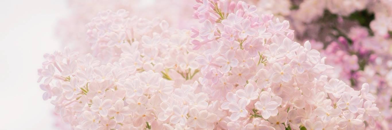 PRAEWVYz's profile banner image