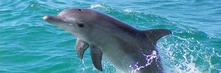 dolphin_mayumi's profile banner image