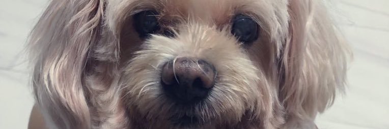 LimpingBoon's profile banner image