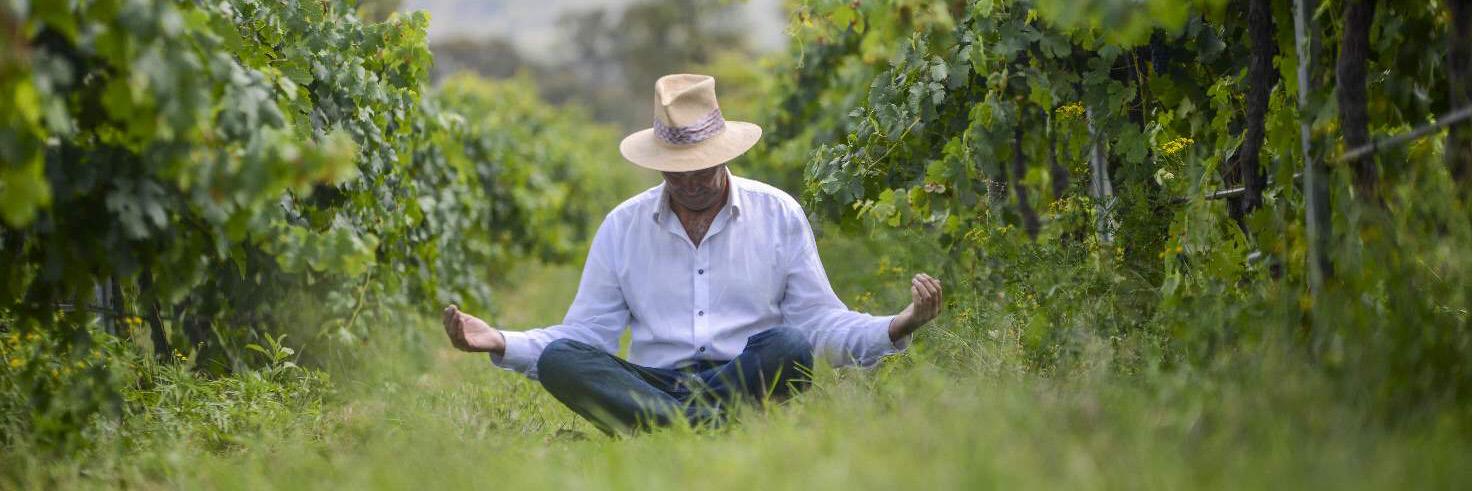 Lowe Wines banner