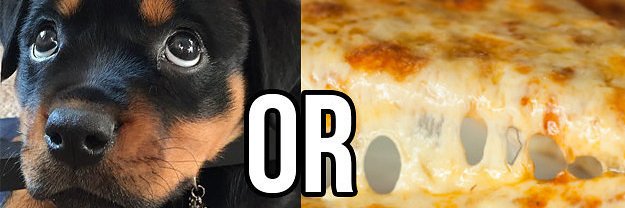 Pretty_Pupps banner