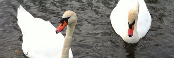 simonscotland Profile Banner