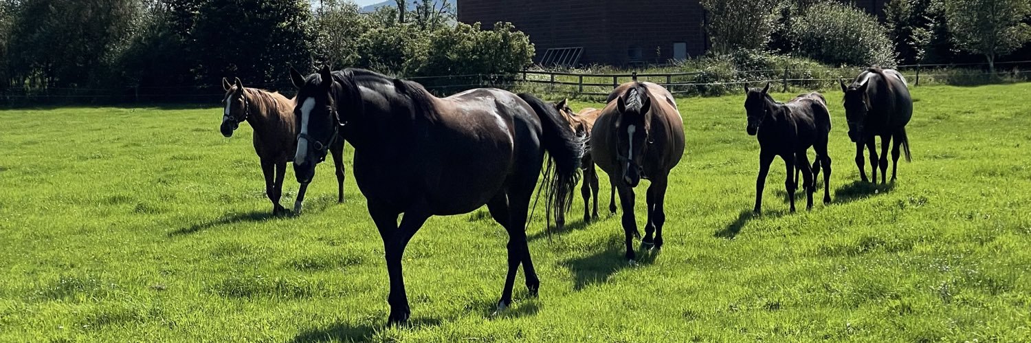RiversfieldStud's profile banner image