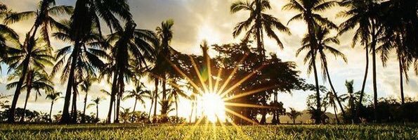 coconutsfiji's profile banner image