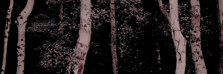 F0RESTR4NGER's profile banner image