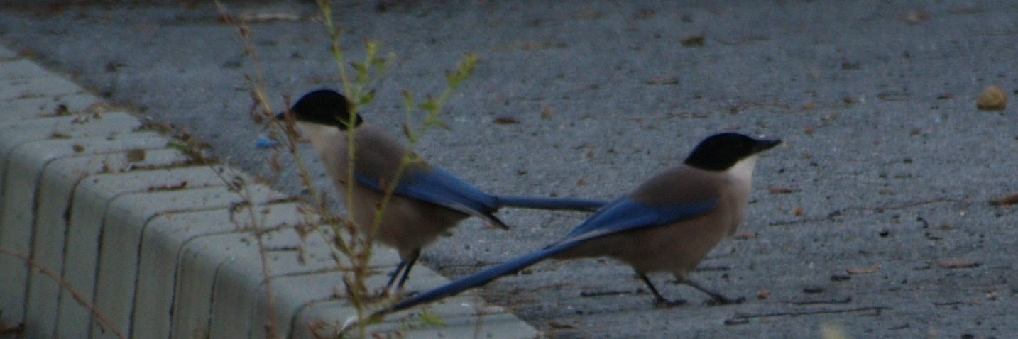 Javier Sánchez Menéndez banner