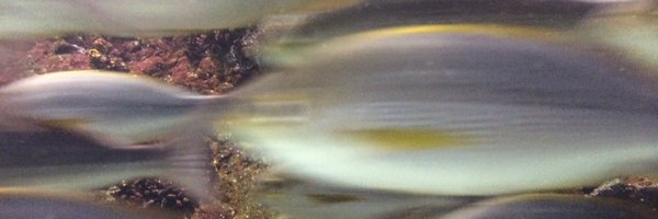 y_or4 Profile Banner