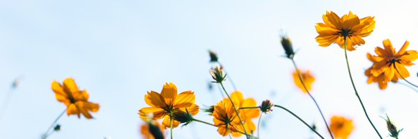 JenMP4Ipswich Profile Banner