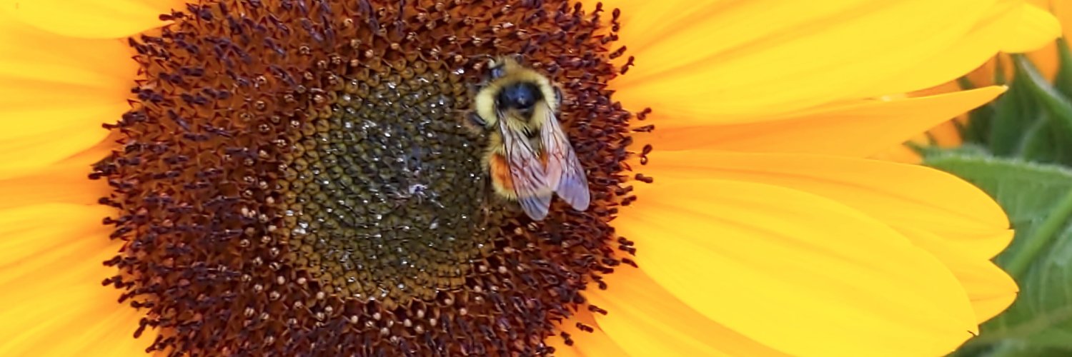 hughbee's profile banner image